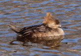 Hooded Merganser; female