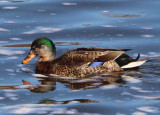 Mallard; eclipse male