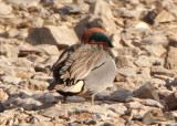Green-winged Teal; male