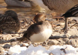 Hooded Merganser; female