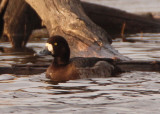 Greater Scaup; female