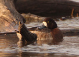 Greater Scaup; female