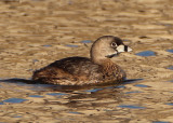 Pied-billed Grebe; breeding