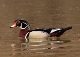 Wood Duck; male