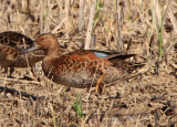 Cinnamon Teal; young male