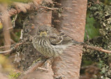 Audubon's Yellow-rumped Warbler; juvenile