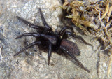 Gnaphosa Ground Spider species