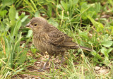 Brown Cowbird; juvenile