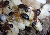 Camponotus vicinus; Carpenter Ant species