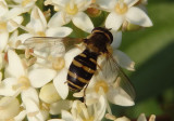 Parasyrphus genualis; Syrphid Fly species; female