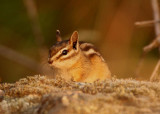 Yellow-pine Chipmunk