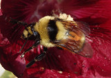 Bombus huntii; Hunt's Bumble Bee