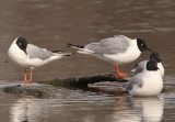 Gulls and Terns