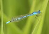Enallagma boreale/annexum complex; Boreal/Northern Bluet complex; male