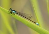 Ischnura cervula; Pacific Forktail; male
