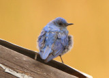 Mountain Bluebird; immature male