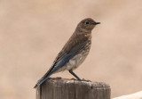 Mountain Bluebird; immature