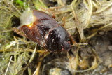 Amnestus pallidus, family Cydnidae