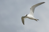 Thalasseus sandvicensis / Grote Stern / Sandwich tern