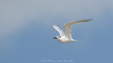 Thalasseus sandvicensis / Grote Stern / Sandwich tern