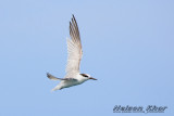 Little Tern