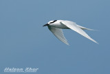 Black Naped Tern