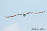 Bridled Tern