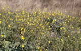 Sandsenap_4T7A0843.jpg