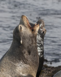 California_Sea_Lion_57Y2803_kopia.jpg