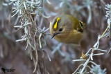 Regulidae - Goldcrests, kinglets
