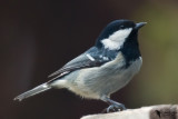 Paridae - Tits, chickadees