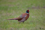 Common Pheasant