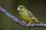Greenfinch