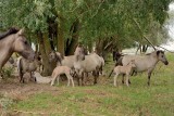 Horses, cows and so on
