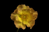 Flora