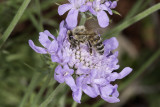 Bees And Blossoms 2015