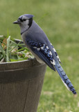 Birds of Alberta