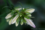 Bellflower family/Klokjesfamilie