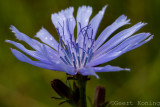Chicory/Cichorei