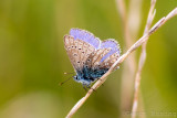 Lycaenidae/Blauwtjes