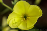 Willowherbfamilie / Teunisbloemfamilie