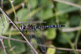 Dragonfly/Libelle