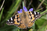 Nymphalinae/Aurelia's