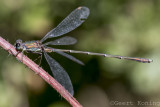 Damselflies/Waterjuffers