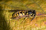Insects/Insects