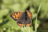 Lycaenidae/Blauwtjes