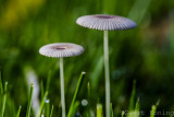 Mushrooms/Paddestoelen