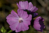 Malva/Kaasjeskruid