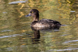 Ducks-Geese-Swans/Eendachtigen