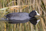 Coots/Koeten